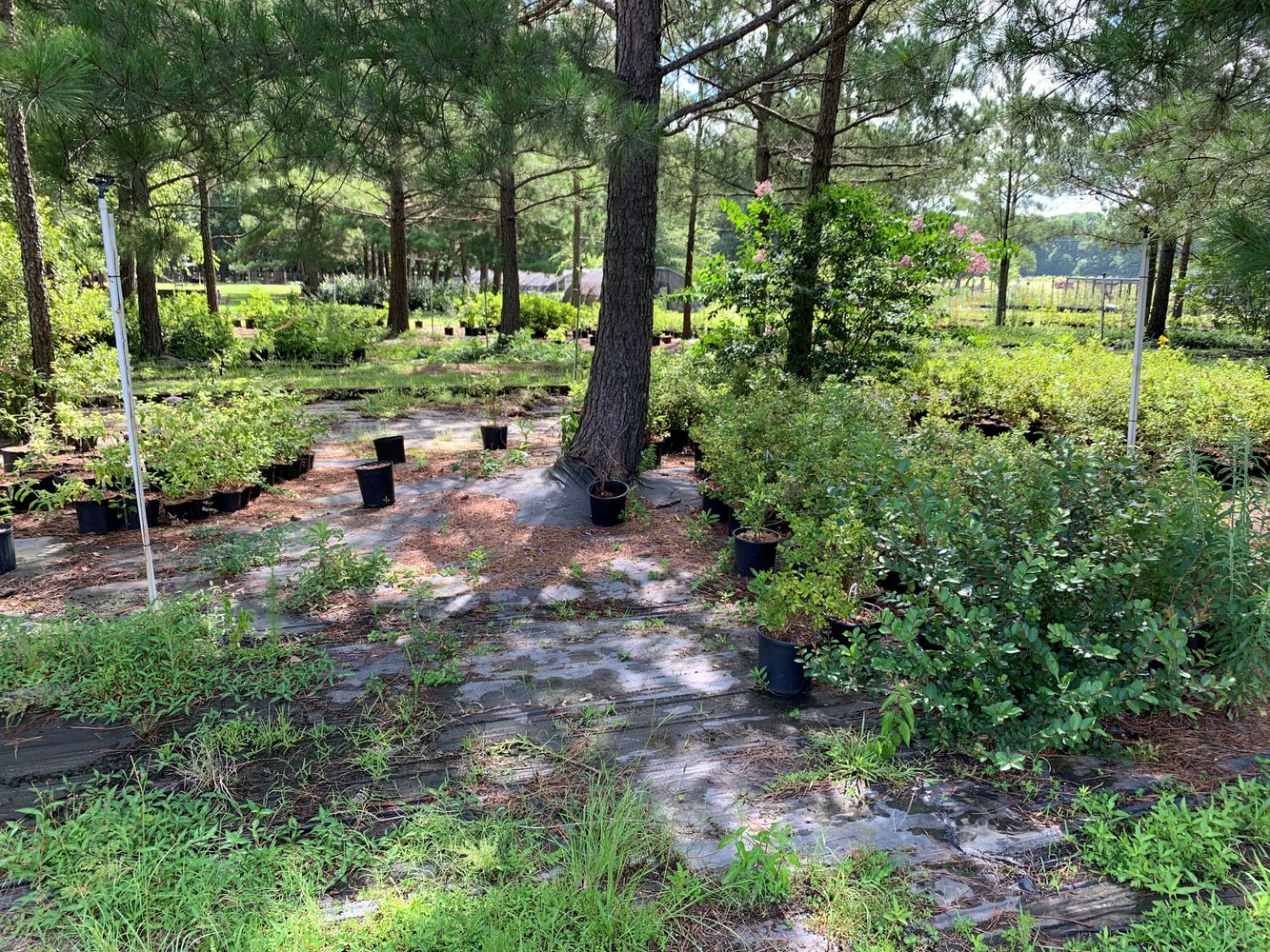 Treehouse Nursery: 3750 Thomas Sumter Hwy, Dalzell, SC 29040